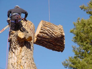 tree-removal